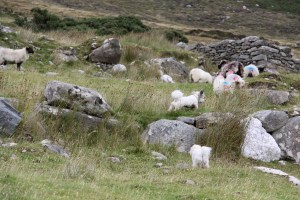 My dogs having a ball with similar looking creatures